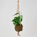 Kokedama Moss Ball Hanging Plant - Garden Gets