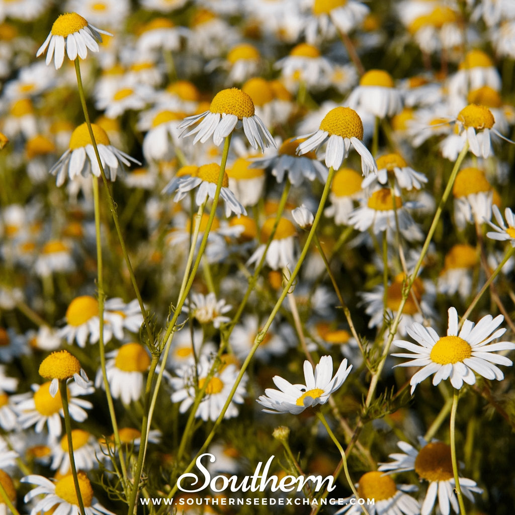 German Chamomile – 200 Seeds - Garden Gets