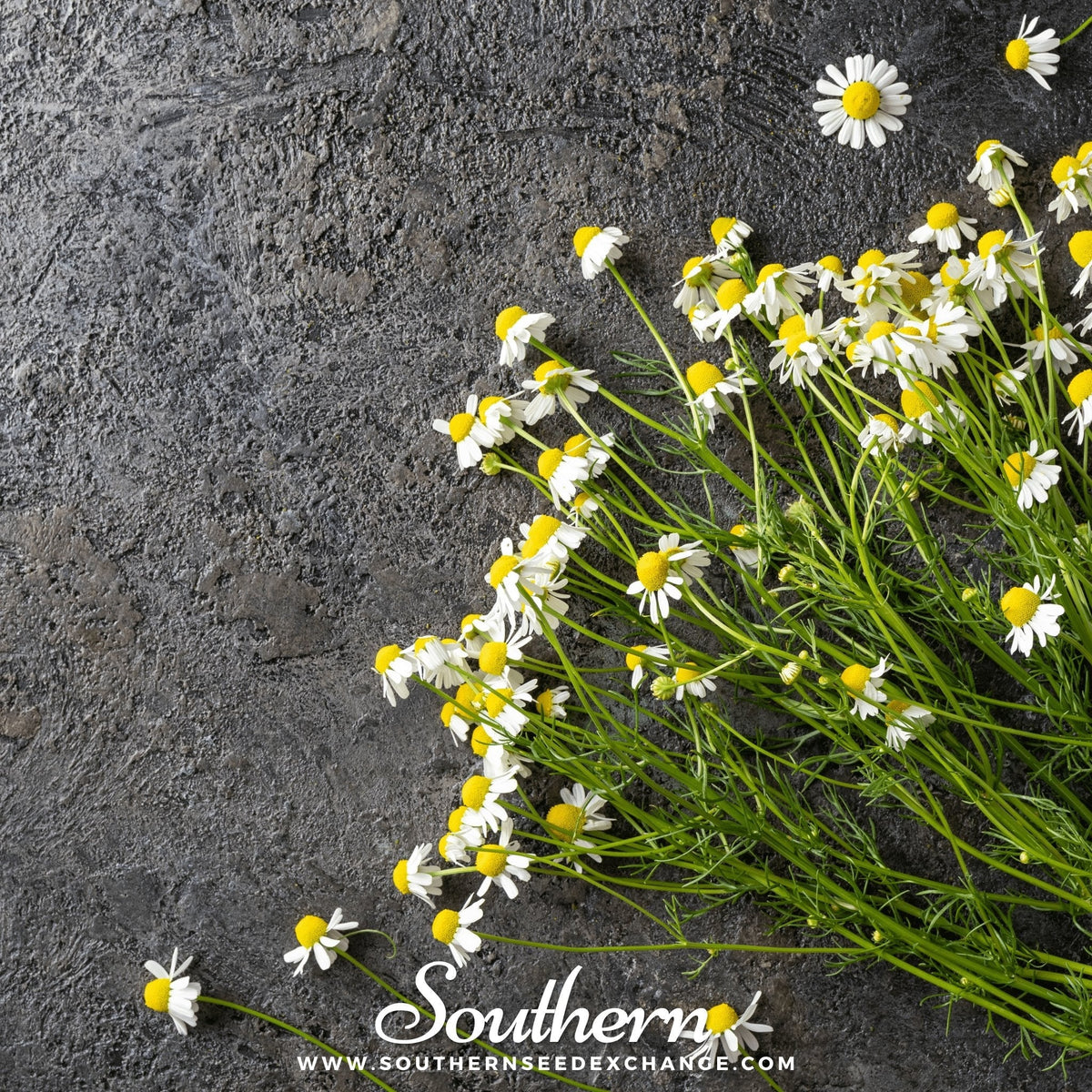German Chamomile – 200 Seeds - Garden Gets