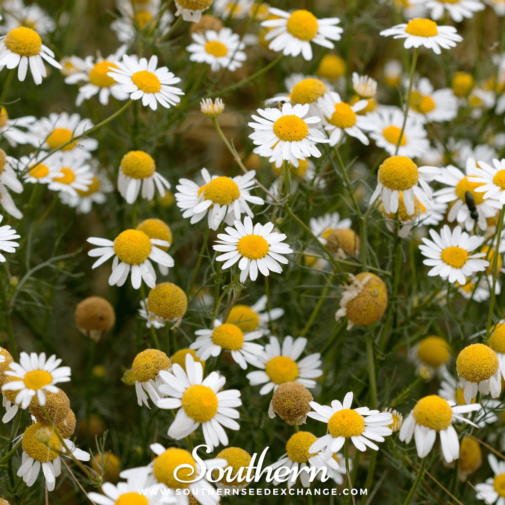 German Chamomile – 200 Seeds - Garden Gets