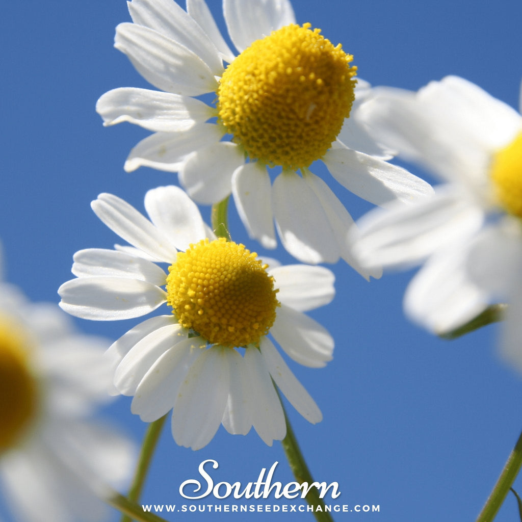 German Chamomile – 200 Seeds - Garden Gets