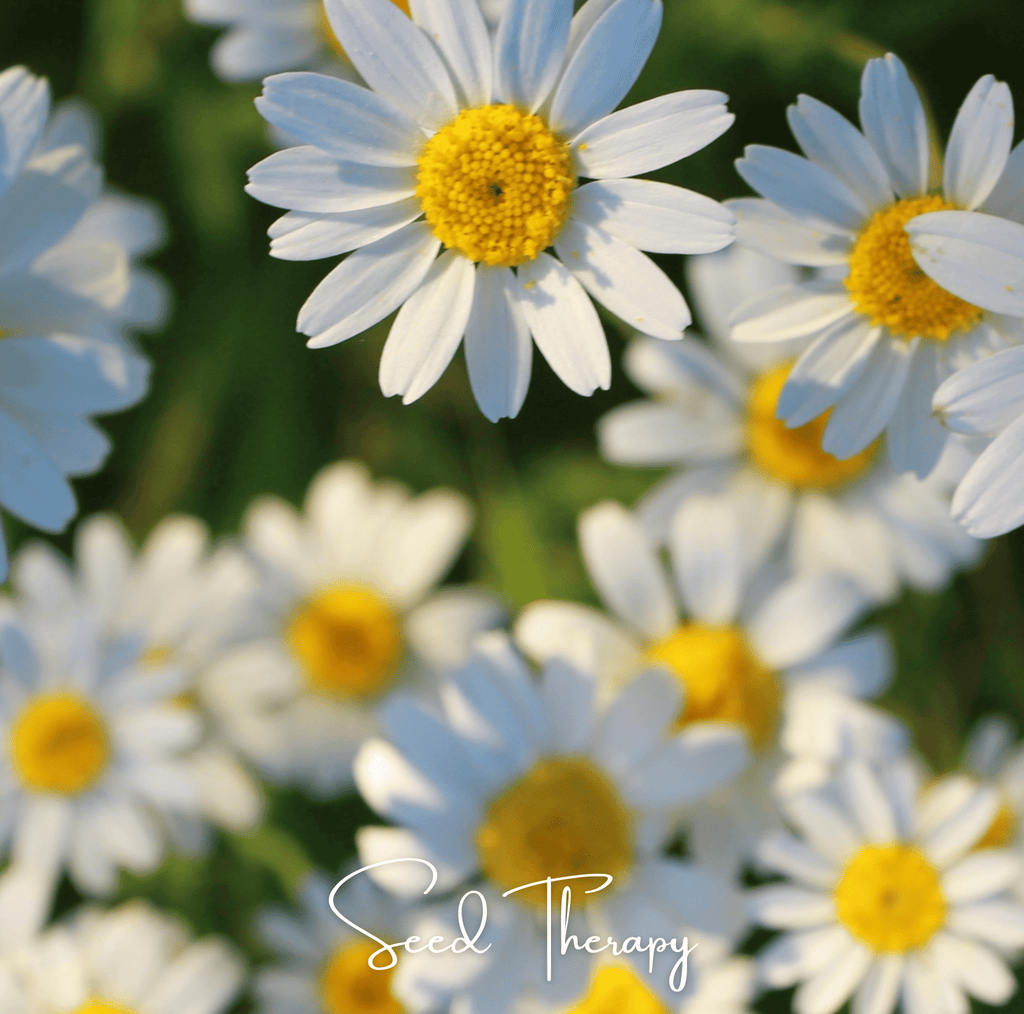 Roman Chamomile – 300 Seeds - Garden Gets