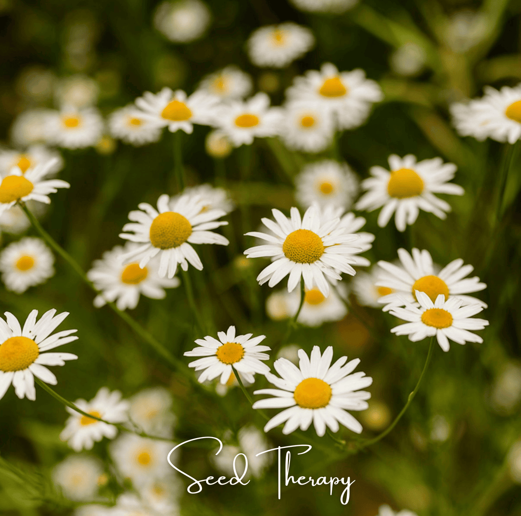Roman Chamomile – 300 Seeds - Garden Gets