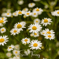 Roman Chamomile – 300 Seeds - Garden Gets
