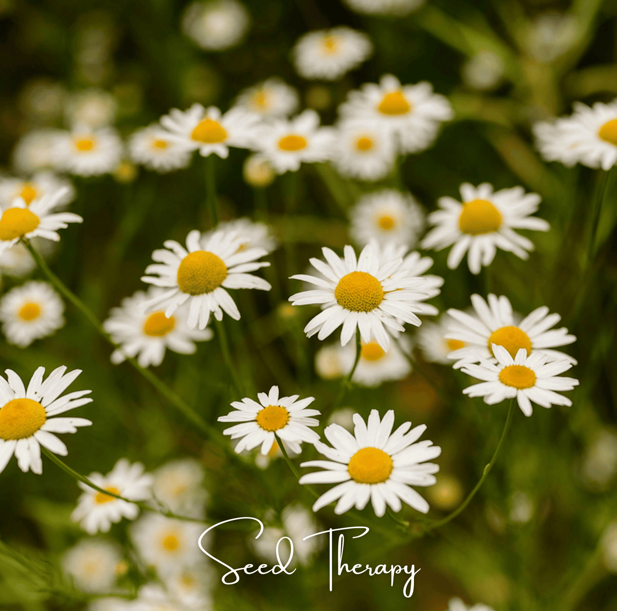Roman Chamomile – 300 Seeds - Garden Gets
