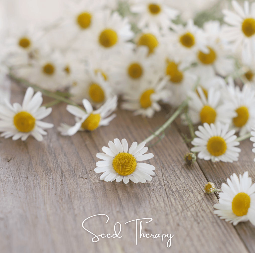 Roman Chamomile – 300 Seeds - Garden Gets