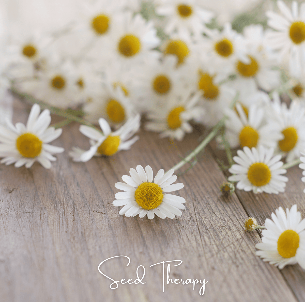 Roman Chamomile – 300 Seeds - Garden Gets