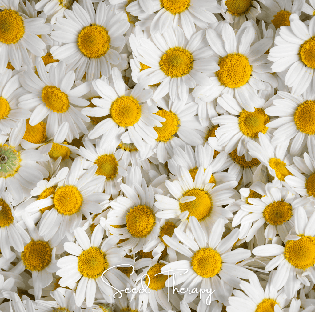 Roman Chamomile – 300 Seeds - Garden Gets