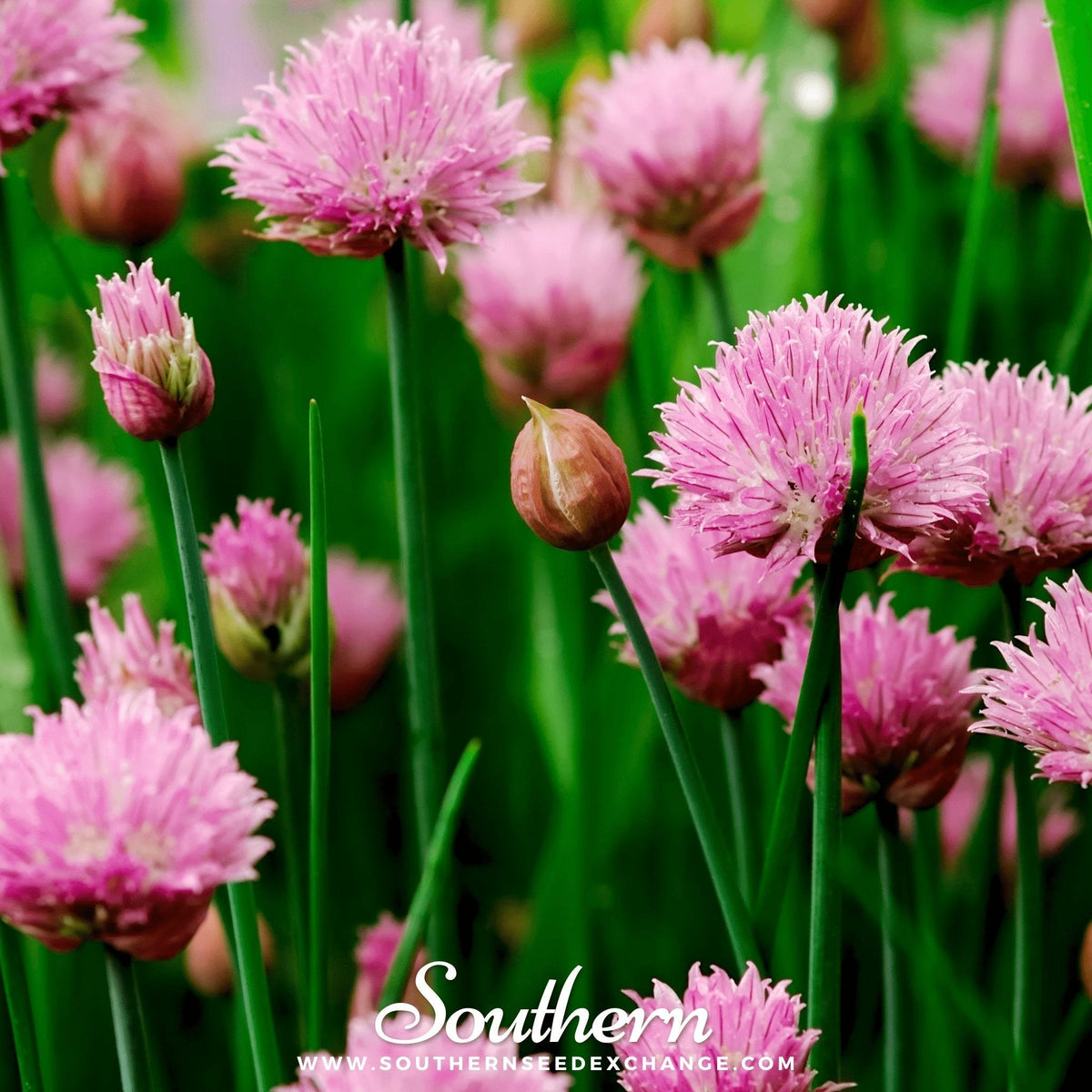 Chives – 100 Seeds - Garden Gets
