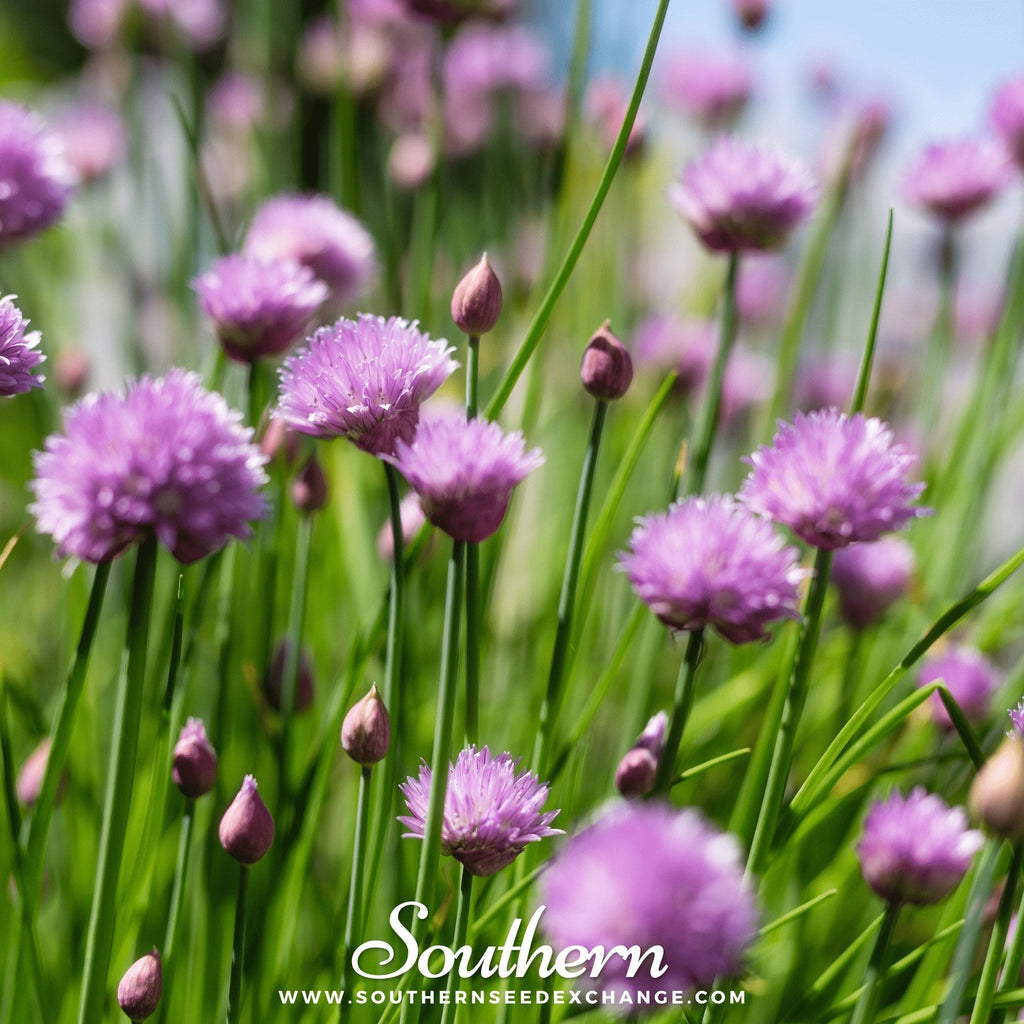 Chives – 100 Seeds - Garden Gets