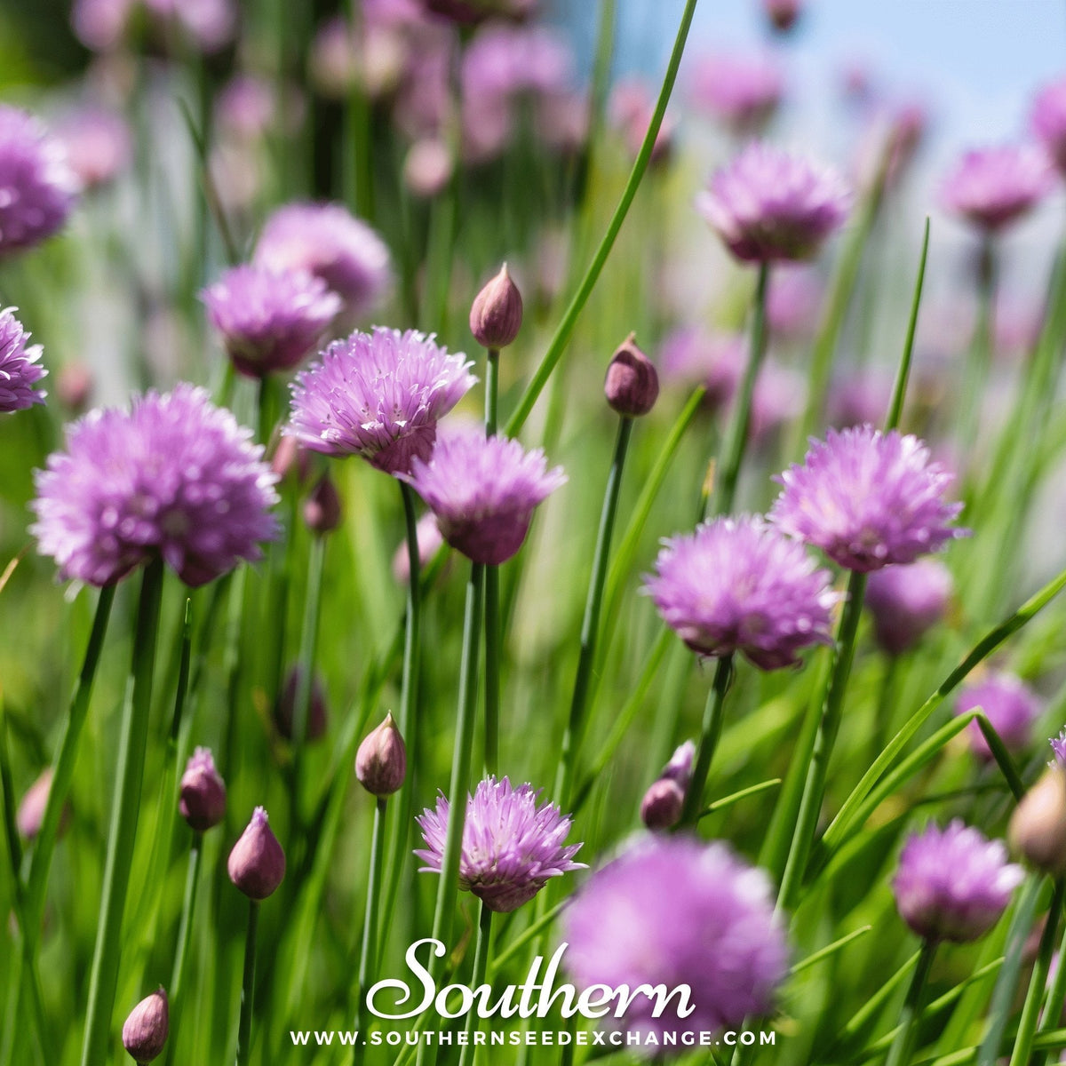 Chives – 100 Seeds - Garden Gets