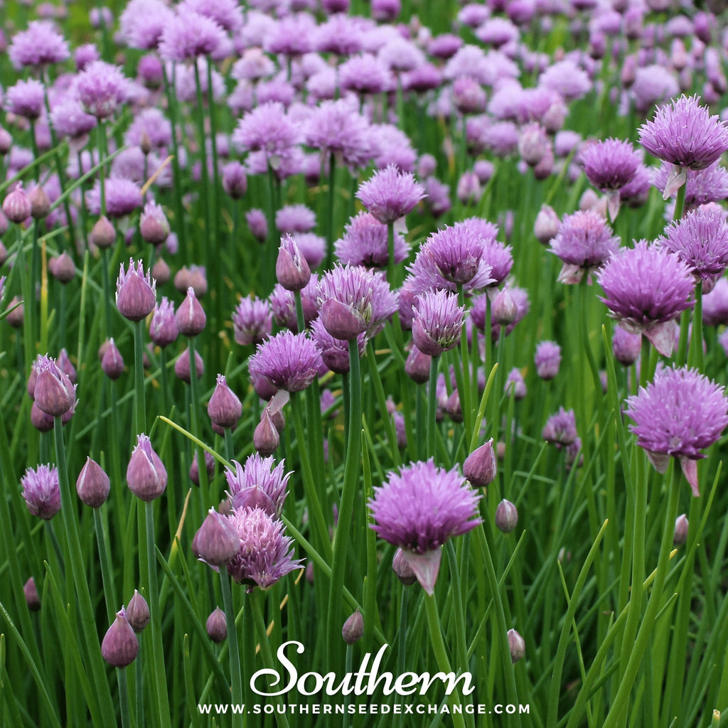 Chives – 100 Seeds - Garden Gets