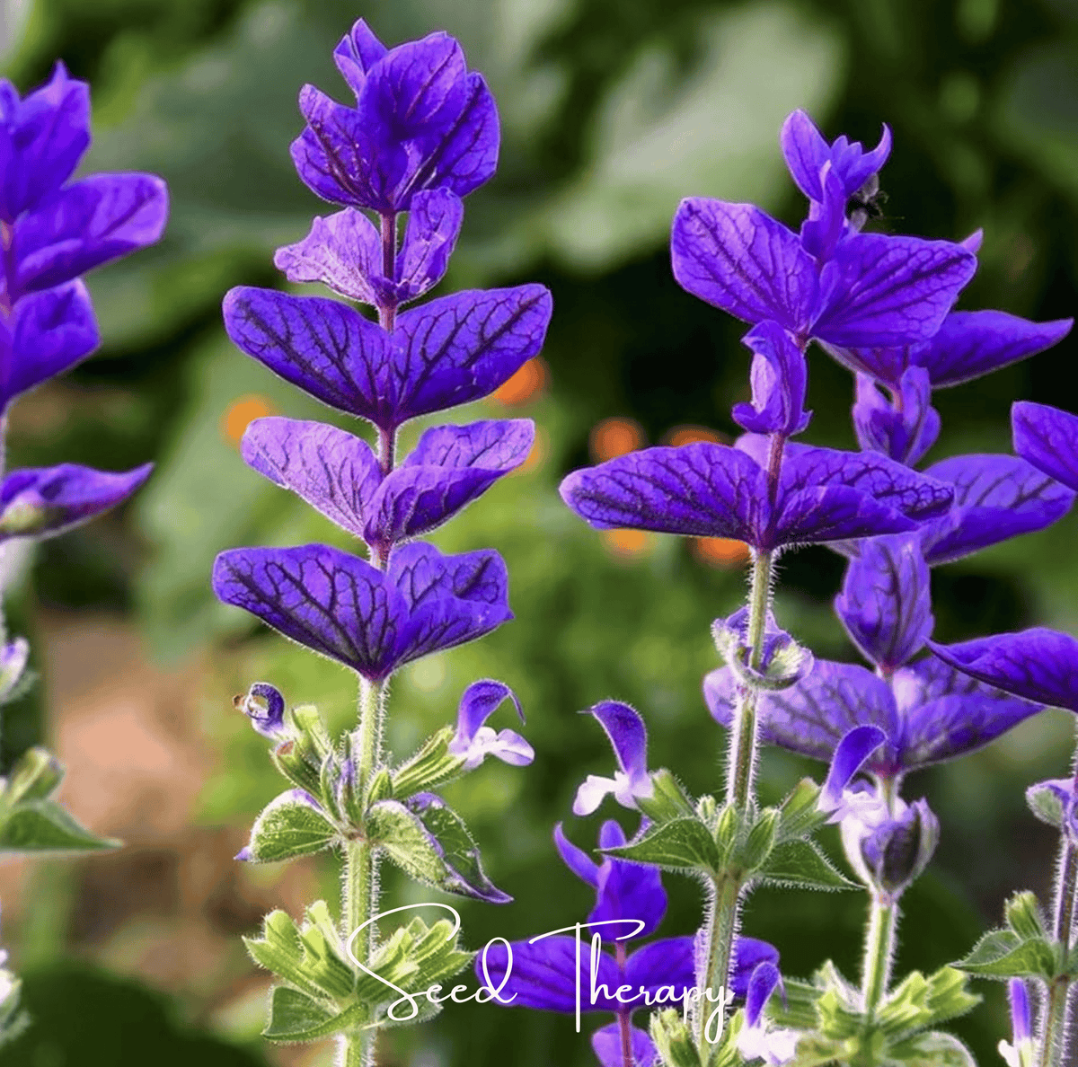 Blue Monday Clary Sage – 50 Seeds - Garden Gets