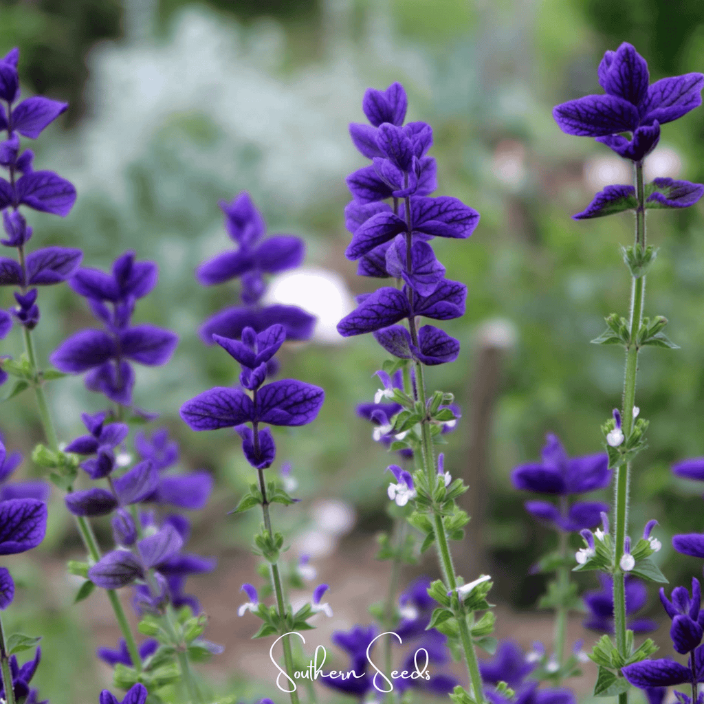 Blue Monday Clary Sage – 50 Seeds - Garden Gets