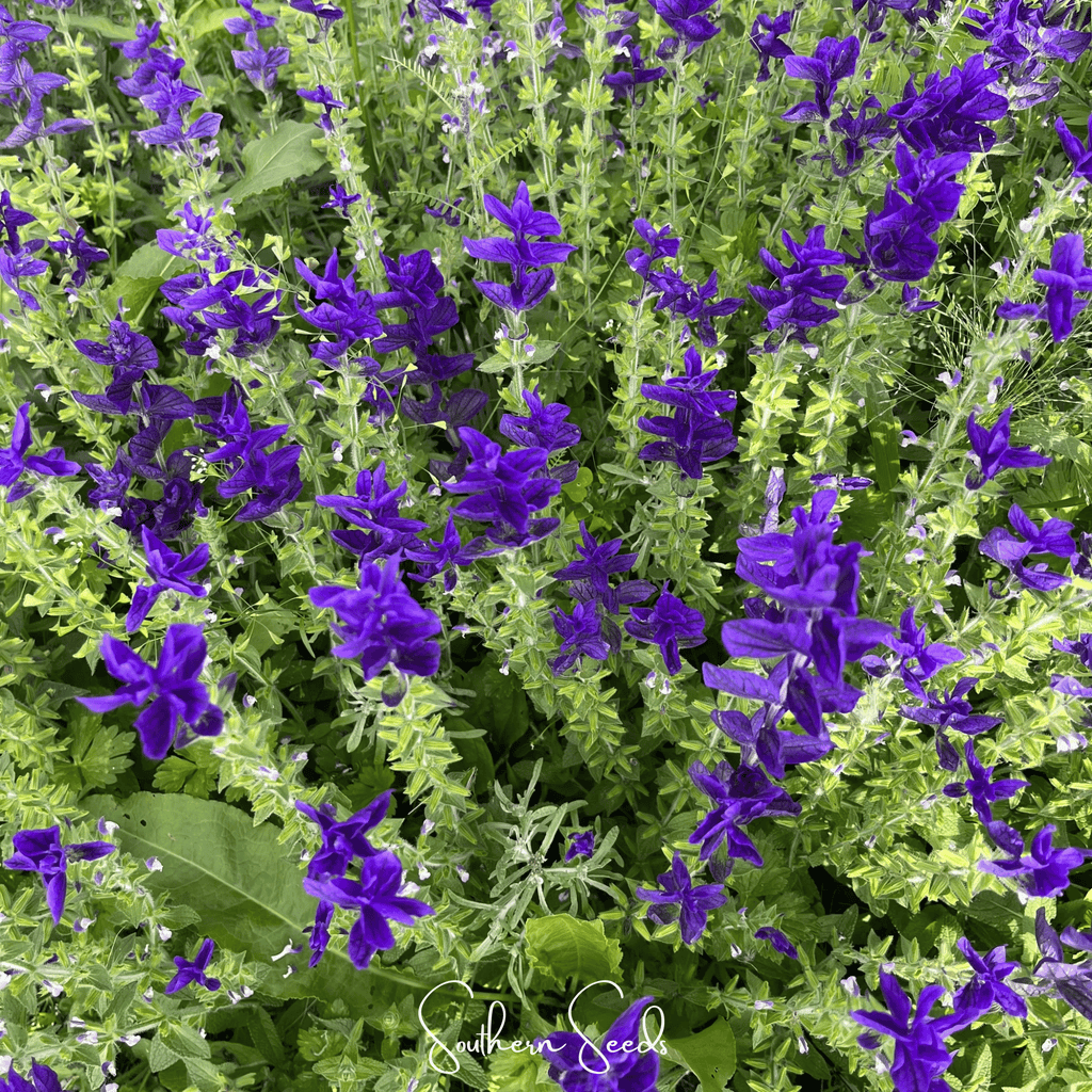 Blue Monday Clary Sage – 50 Seeds - Garden Gets