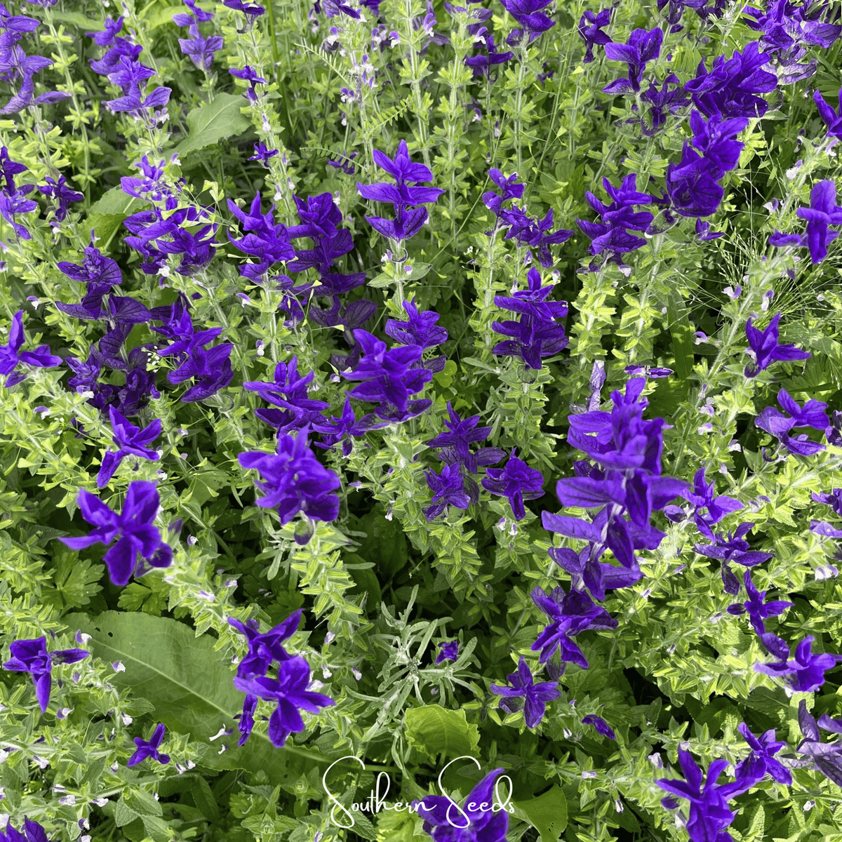 Blue Monday Clary Sage – 50 Seeds - Garden Gets