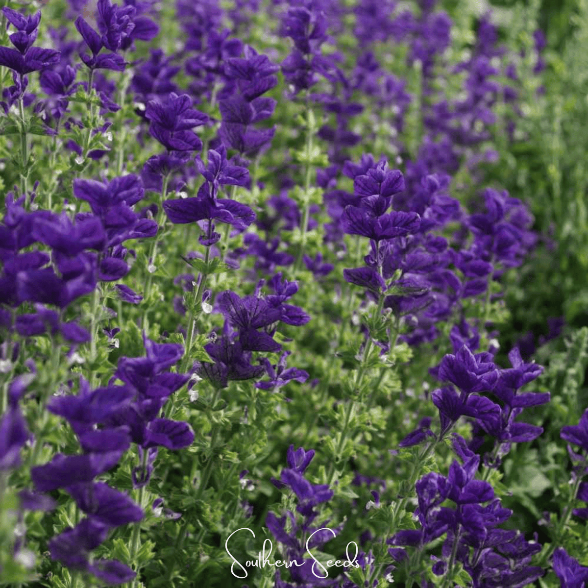 Blue Monday Clary Sage – 50 Seeds - Garden Gets