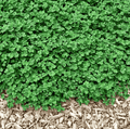 Micro Clover (Mini) – 10,000 Seeds - Garden Gets