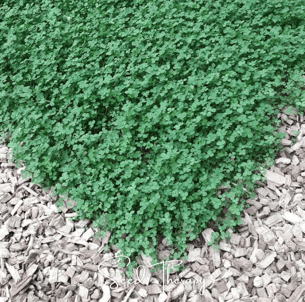 Micro Clover (Mini) – 10,000 Seeds - Garden Gets