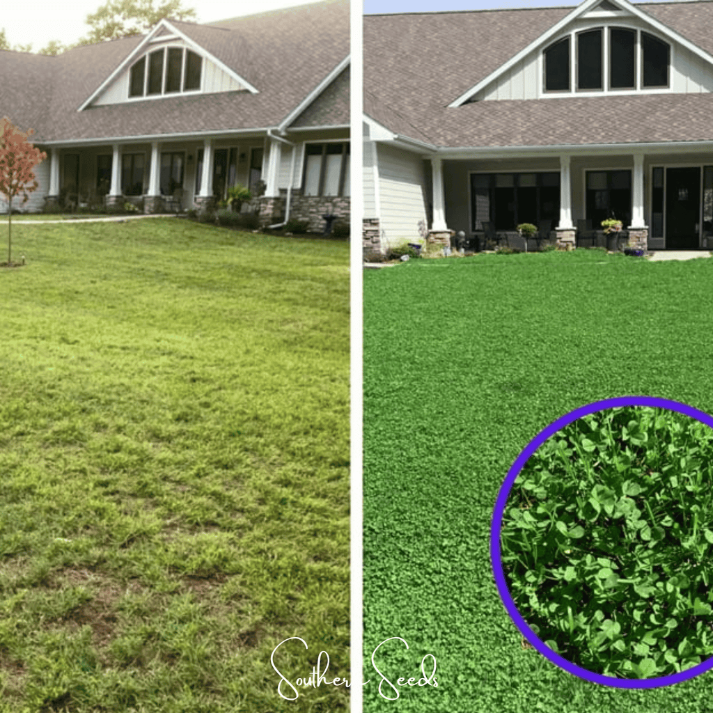 Micro Clover (Mini) – 10,000 Seeds - Garden Gets