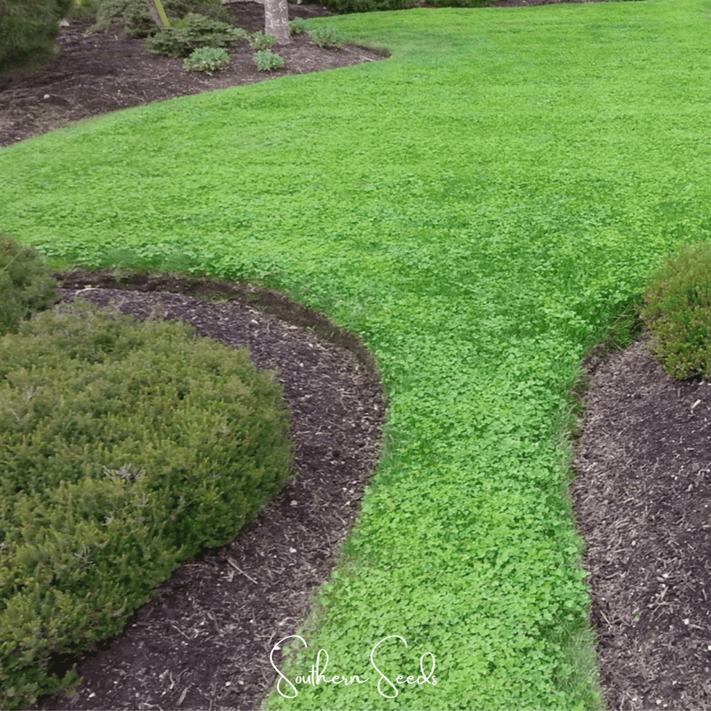 Micro Clover (Mini) – 10,000 Seeds - Garden Gets
