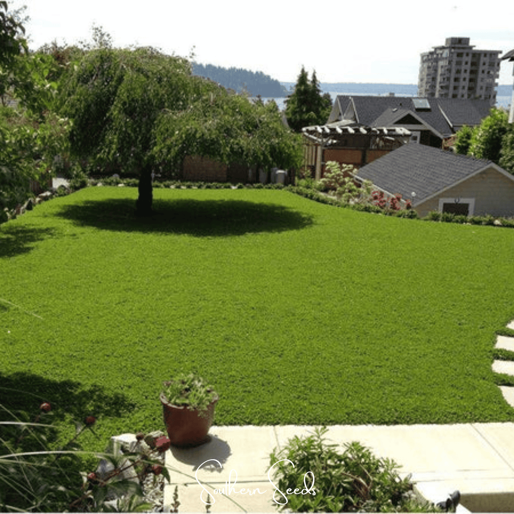 Micro Clover (Mini) – 10,000 Seeds - Garden Gets