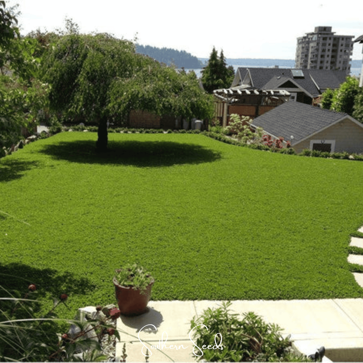 Micro Clover (Mini) – 10,000 Seeds - Garden Gets