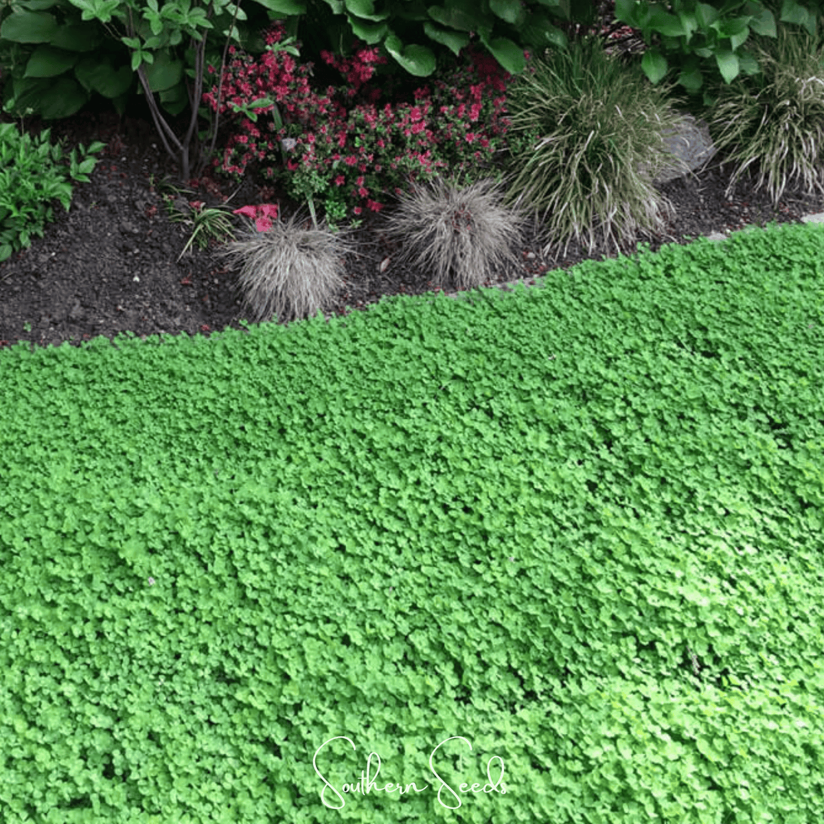 Micro Clover (Mini) – 10,000 Seeds - Garden Gets