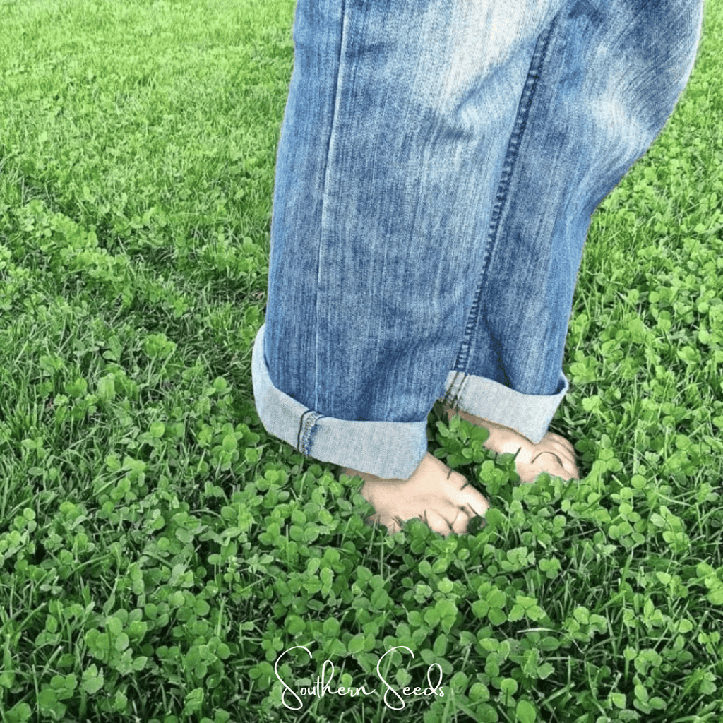 Micro Clover (Mini) – 10,000 Seeds - Garden Gets