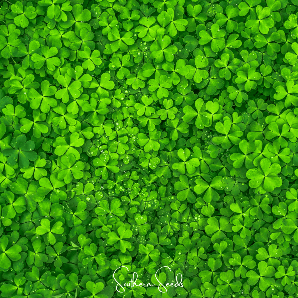 Micro Clover (Mini) – 10,000 Seeds - Garden Gets