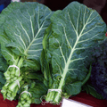 Georgia Collard Greens – 100 Seeds - Garden Gets