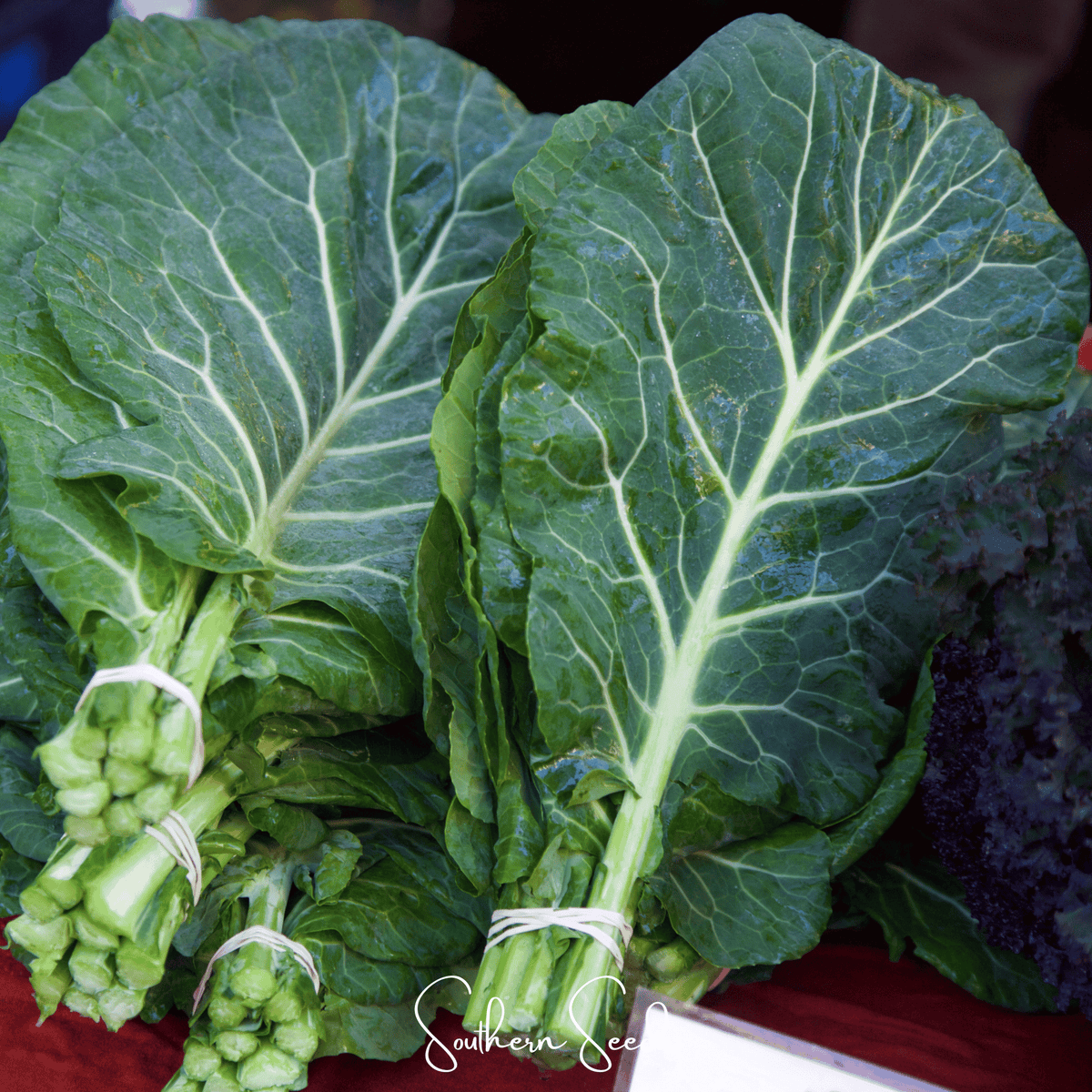 Georgia Collard Greens – 100 Seeds - Garden Gets