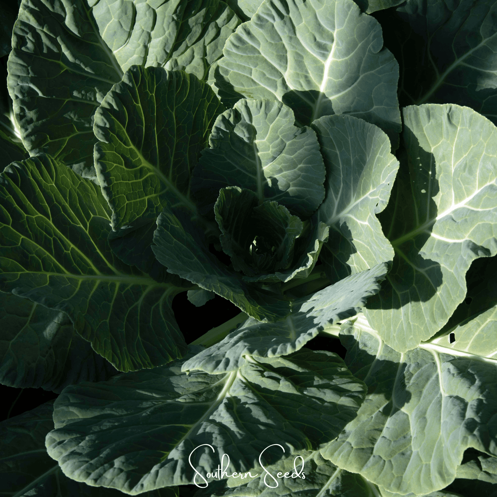 Georgia Collard Greens – 100 Seeds - Garden Gets
