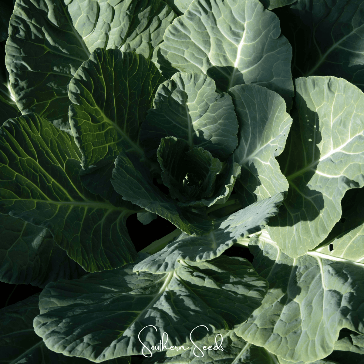 Georgia Collard Greens – 100 Seeds - Garden Gets