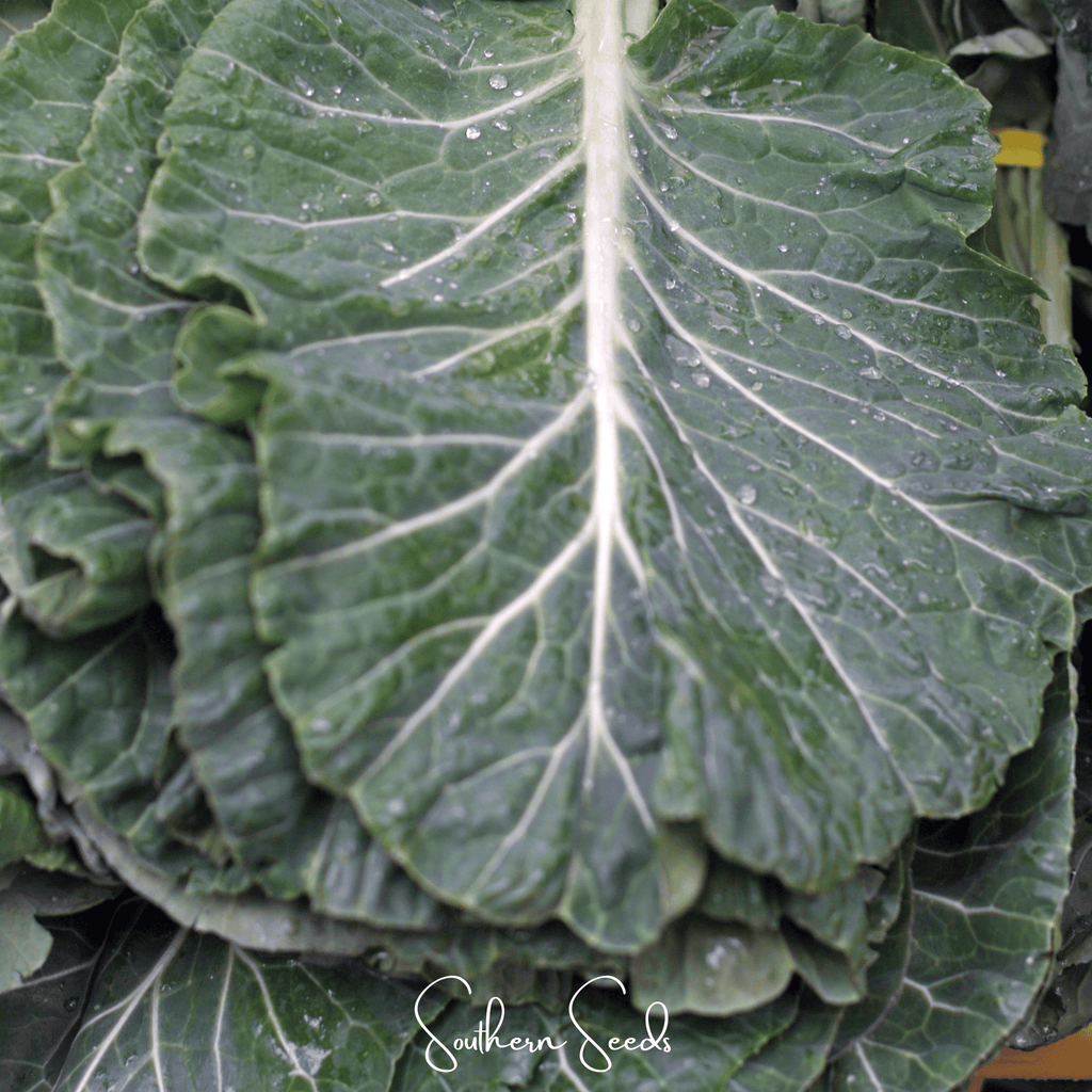 Georgia Collard Greens – 100 Seeds - Garden Gets