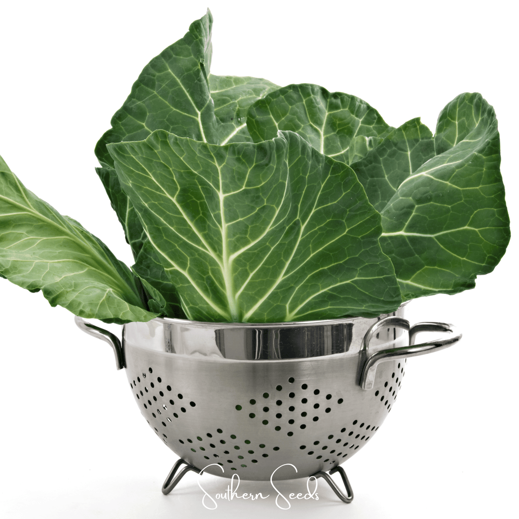 Georgia Collard Greens – 100 Seeds - Garden Gets