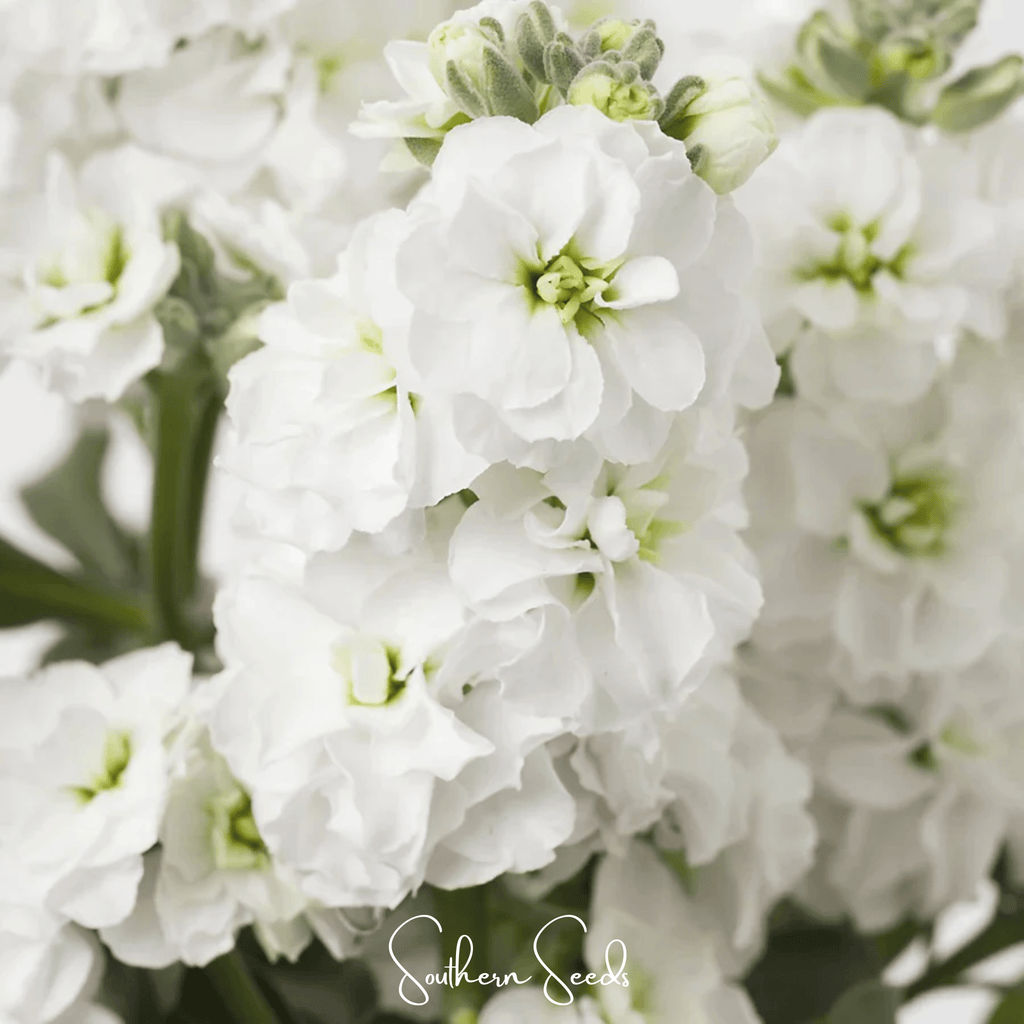 White Goddess Column Stock – 50 Seeds - Garden Gets
