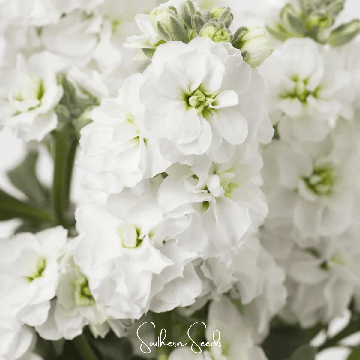 White Goddess Column Stock – 50 Seeds - Garden Gets