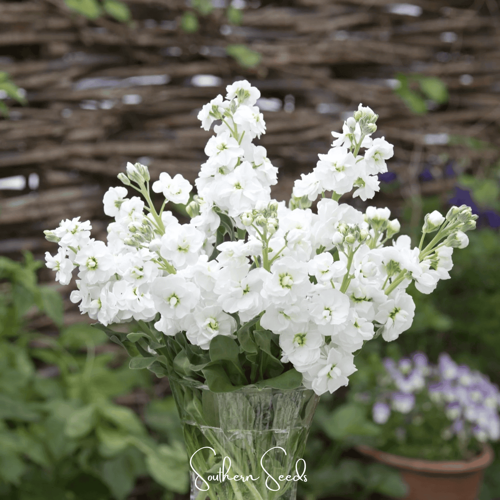 White Goddess Column Stock – 50 Seeds - Garden Gets
