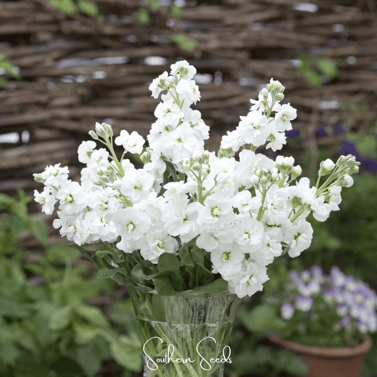 White Goddess Column Stock – 50 Seeds - Garden Gets