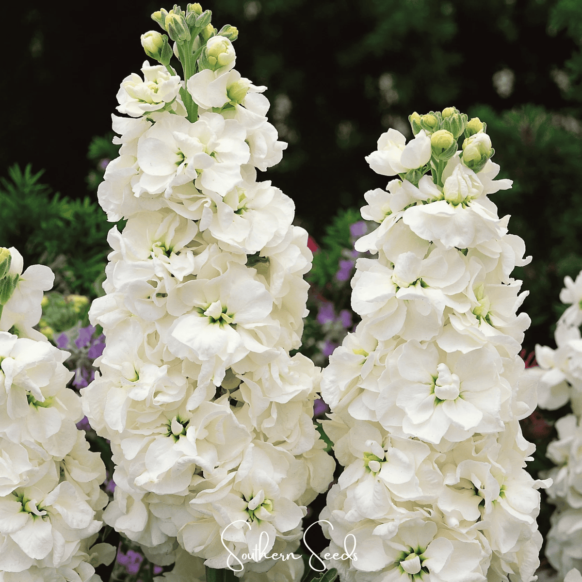 White Goddess Column Stock – 50 Seeds - Garden Gets