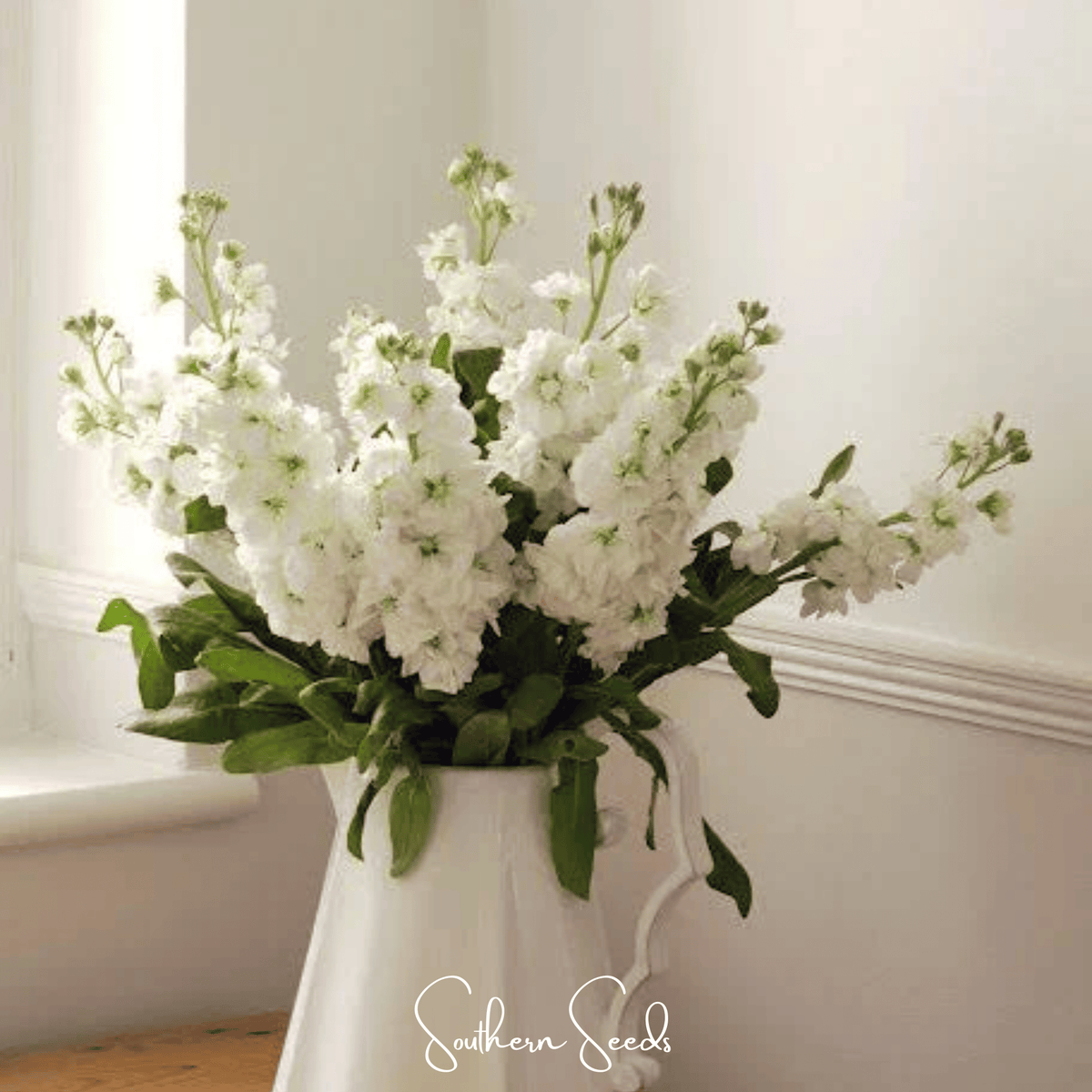 White Goddess Column Stock – 50 Seeds - Garden Gets