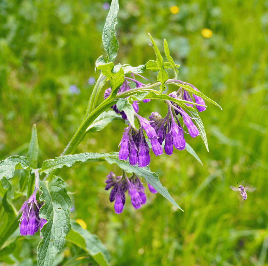 True Comfrey – 20 Seeds - Garden Gets