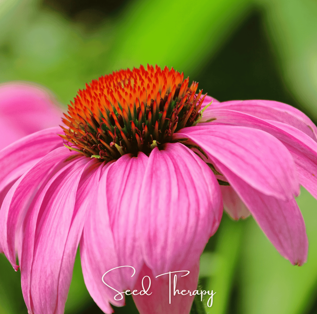 Purple Coneflower (Echinacea) – 100 Seeds - Garden Gets