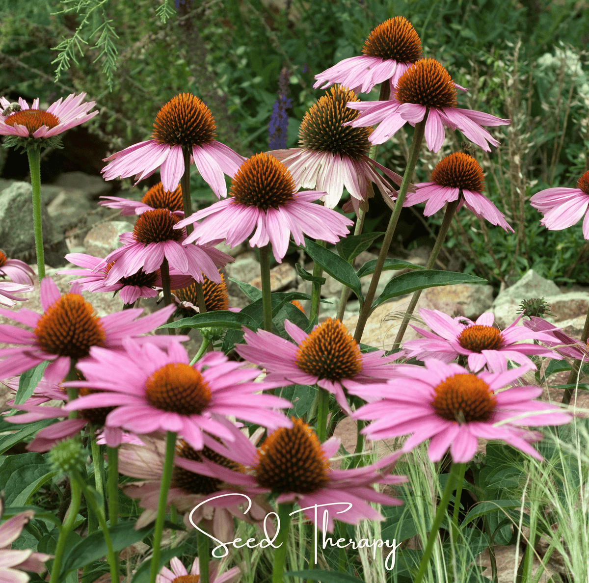 Purple Coneflower (Echinacea) – 100 Seeds - Garden Gets
