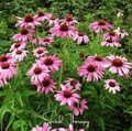 Purple Coneflower (Echinacea) – 100 Seeds - Garden Gets