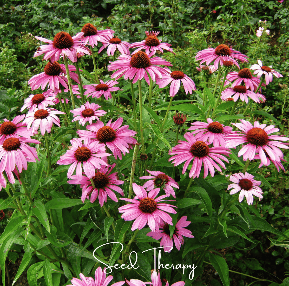 Purple Coneflower (Echinacea) – 100 Seeds - Garden Gets
