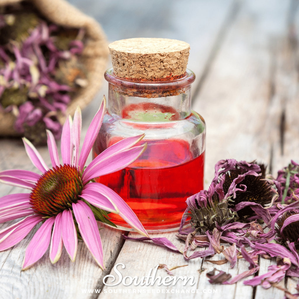 Purple Coneflower (Echinacea) – 100 Seeds - Garden Gets