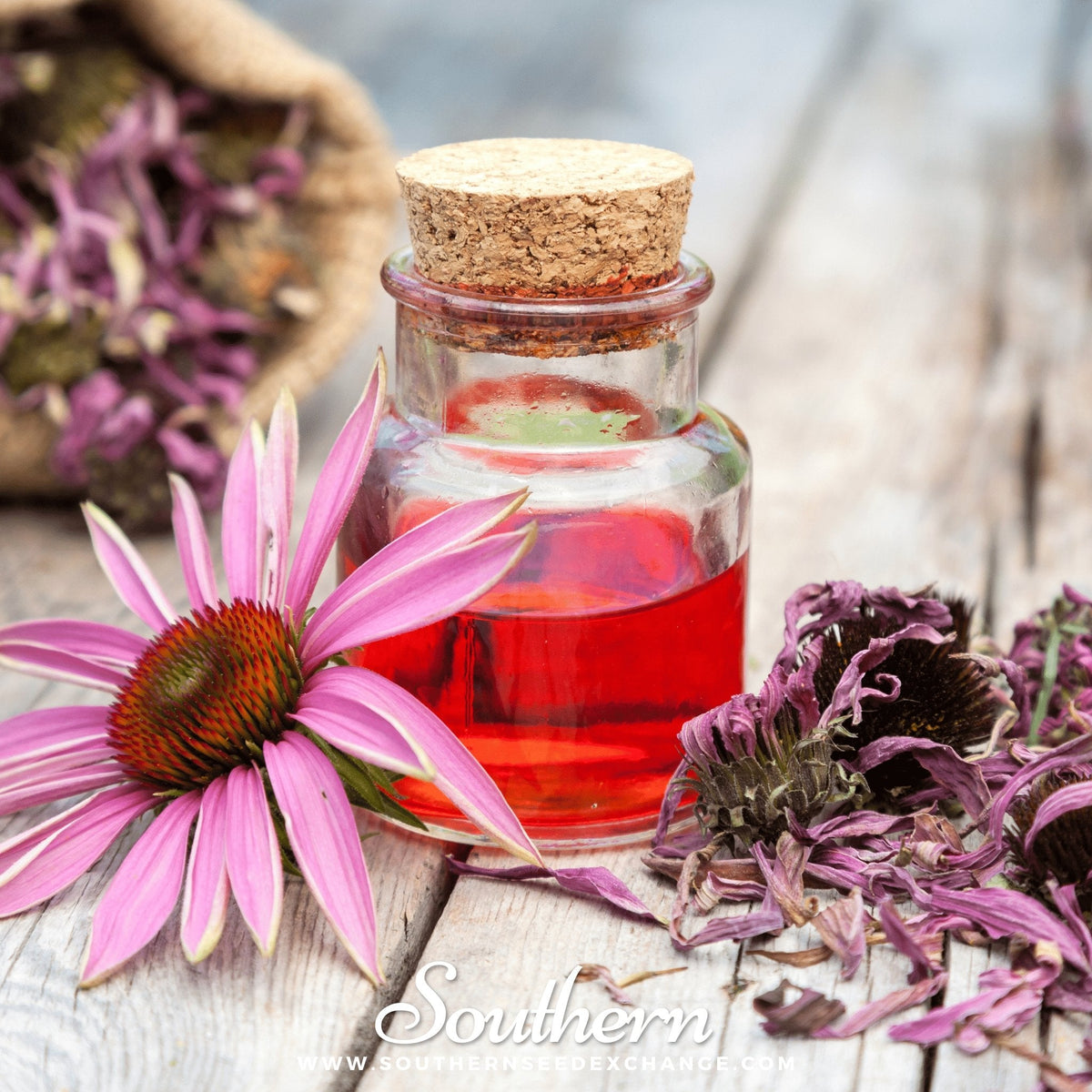 Purple Coneflower (Echinacea) – 100 Seeds - Garden Gets