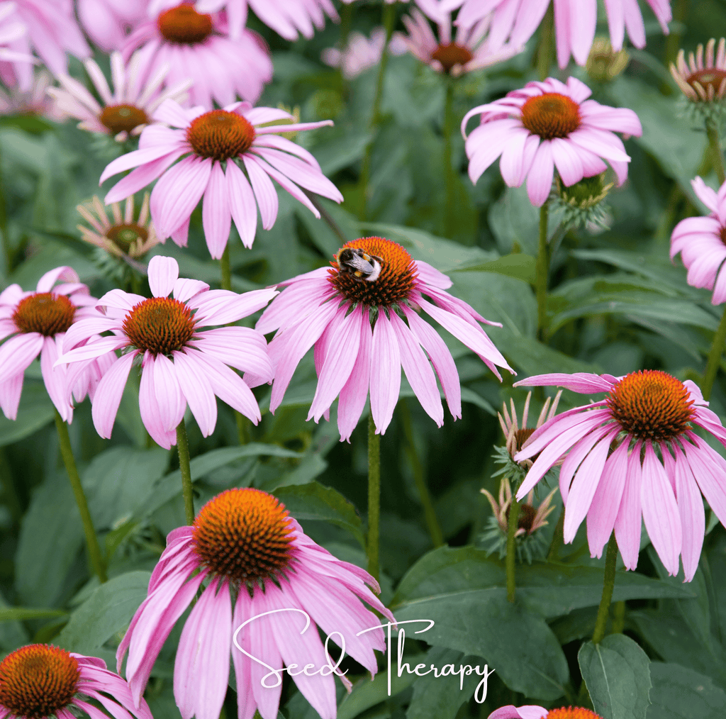 Purple Coneflower (Echinacea) – 100 Seeds - Garden Gets